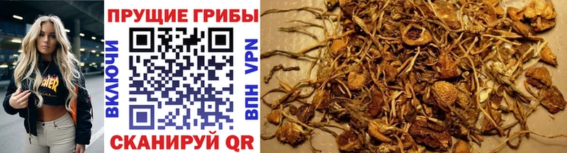 ОМГ ОМГ онион  Калининск  Псилоцибиновые грибы GOLDEN TEACHER 